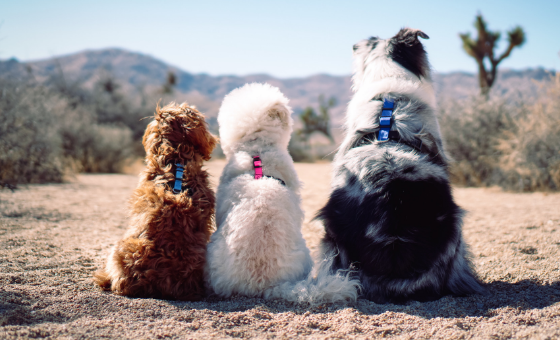Blue-9 Balance Harness for Dogs Main