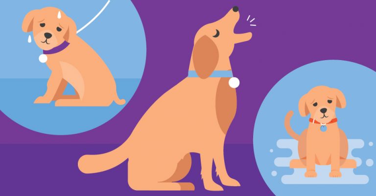 PupBox - All Bark, No Quiet Main