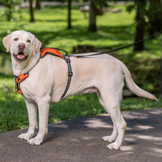 PetSafe Walk-Along Outdoor Dog Harness Main