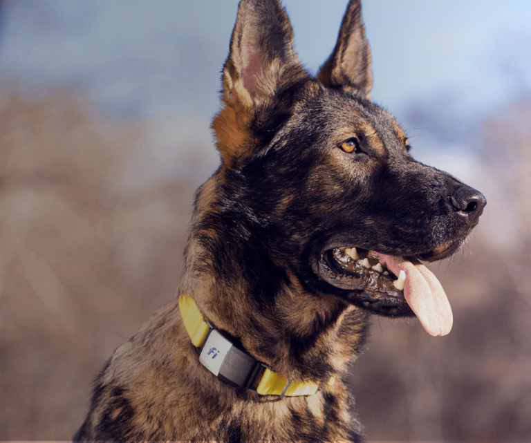 Fi Smart Dog Collar