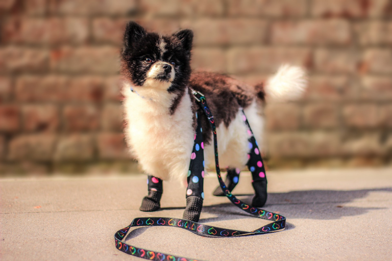 Walkee Paws Waterproof Dog Leggings