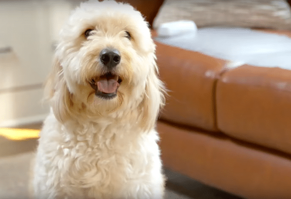 PetSafe ScatMat Indoors Pet Training Mat